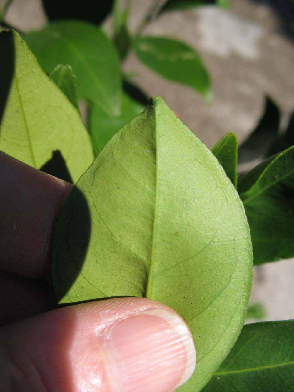              Margin (Winter Haven, FL)       